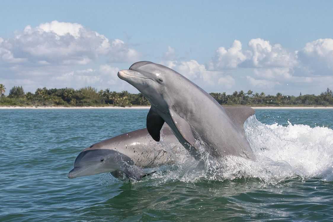 Дельфин (андрей лысиков): жена и дети. личная жизнь и биография