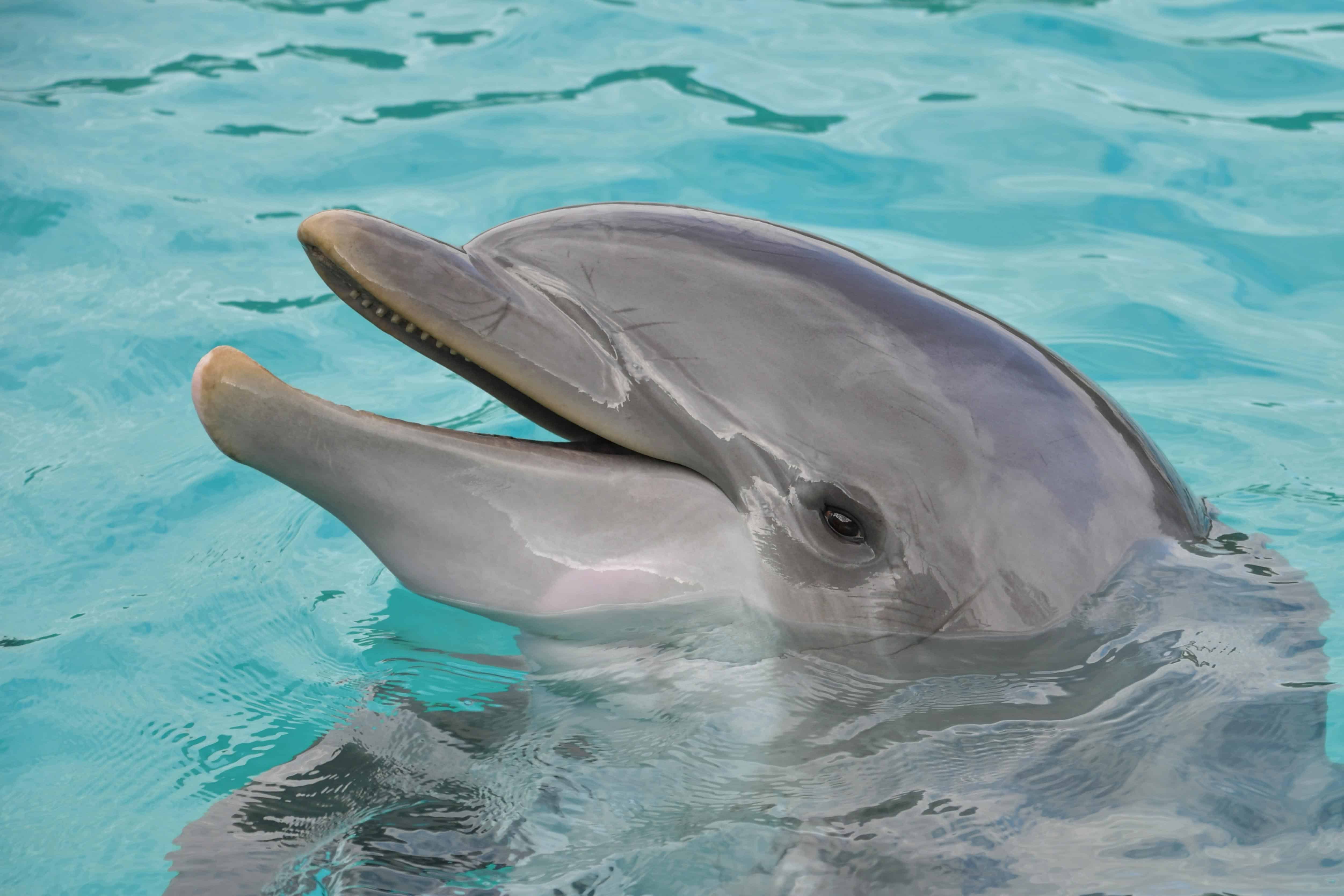 Дельфин биография личная жизнь жена дети