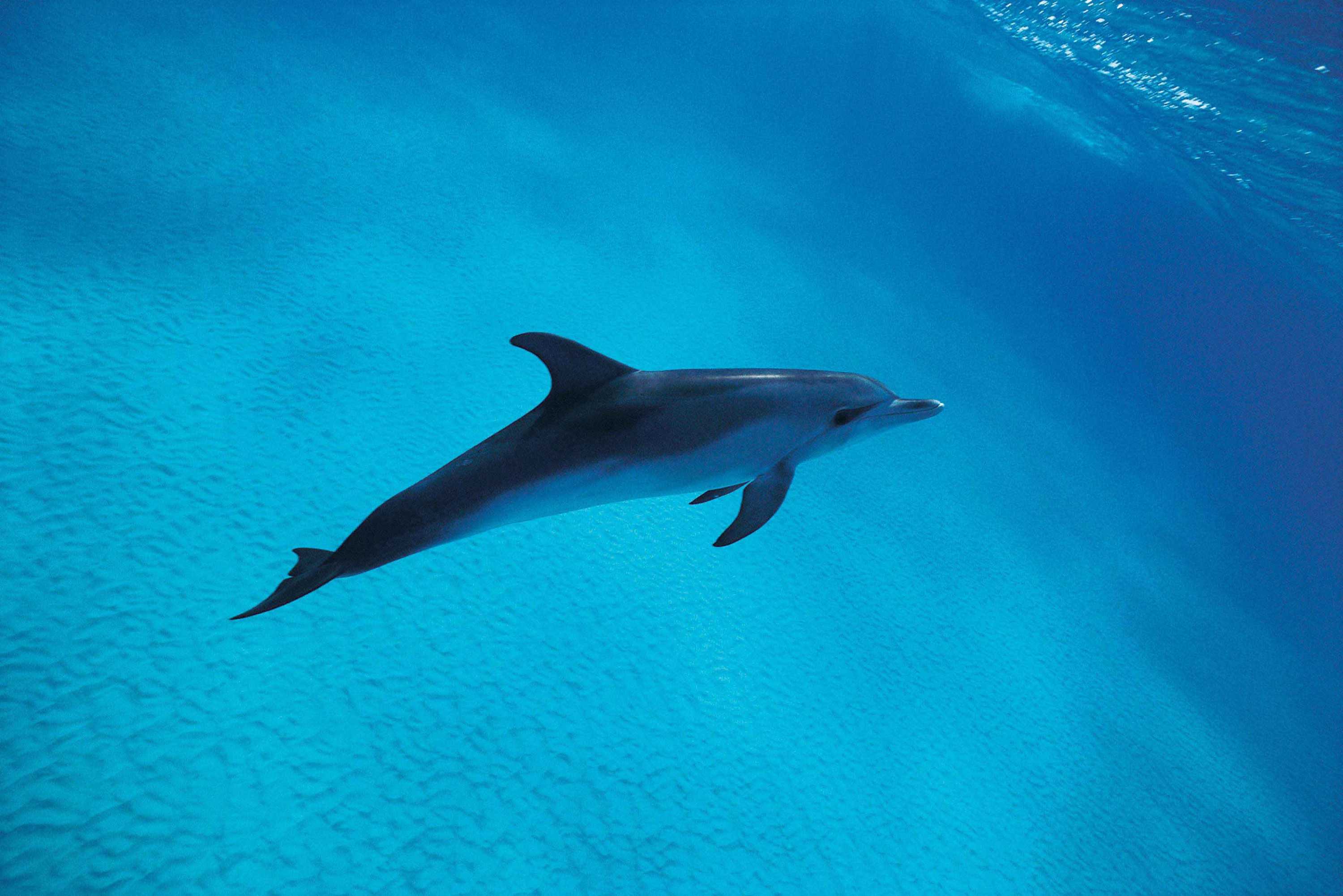 Эта музыка будет вечной: дубовый гаайъ — «stop killing dolphins»